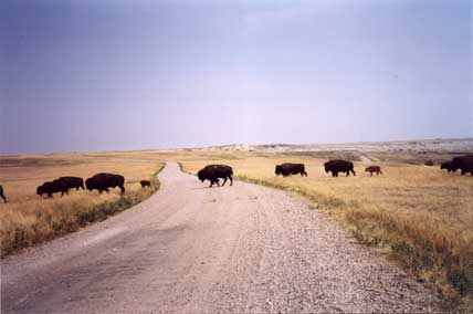 Bisonti