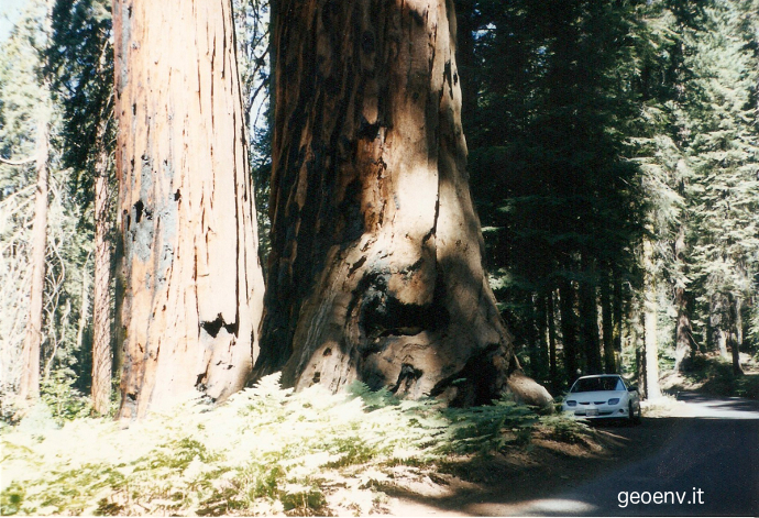 Sequoia National Park