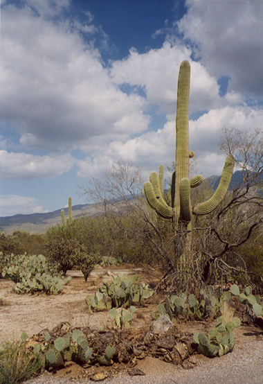 Deserto di Sonora Saguaro National Park