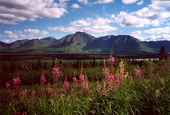 Denali National Park