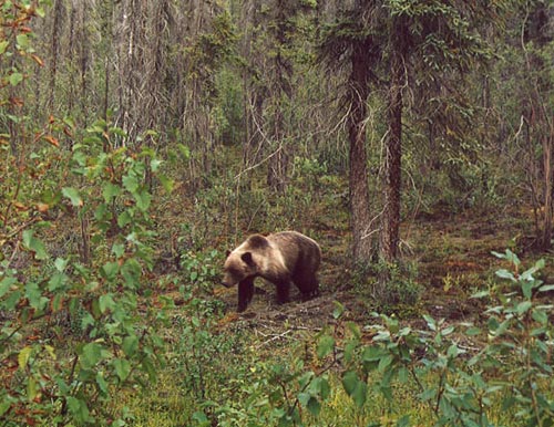 Tombstone Park - Orso biondo